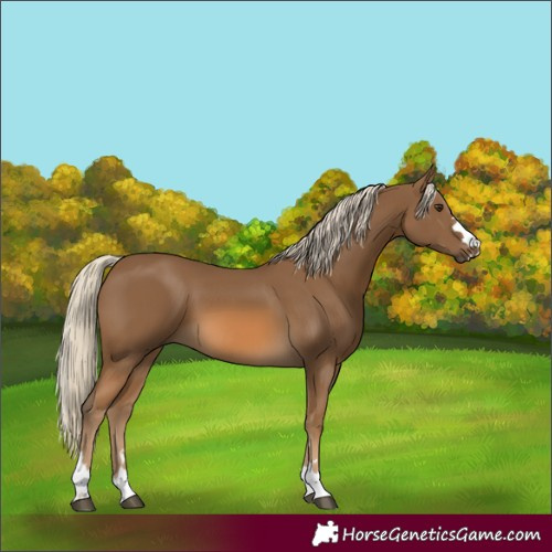 Horse Color:Chocolate Palomino 