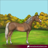 Horse Color:Chocolate Palomino