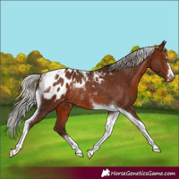 Horse Color:Silver Brown Tobiano Appaloosa Rabicano 