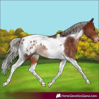 Horse Color:Silver Brown Tobiano Blanket Rabicano