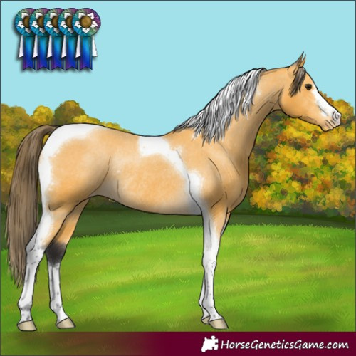 Horse Color:Buckskin Tobiano Varnish Rabicano 