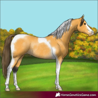 Horse Color:Buckskin Tobiano Appaloosa Rabicano 