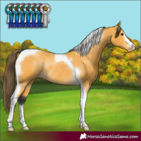 Horse Color:Buckskin Tobiano Varnish Rabicano