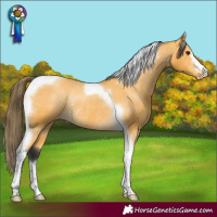 Horse Color:Buckskin Tobiano Appaloosa Rabicano