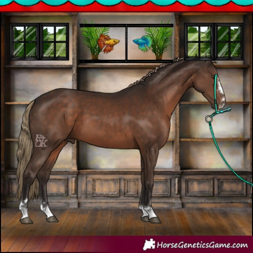 Horse Color:Liver Chestnut 