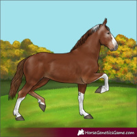 Horse Color:Gray Chestnut Splash Tobiano 