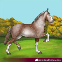 Horse Color:Gray Chestnut Splash Tobiano 