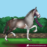Horse Color:Gray Bay Splash Tobiano