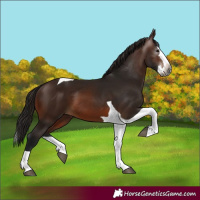 Horse Color:Gray Bay Splash Tobiano