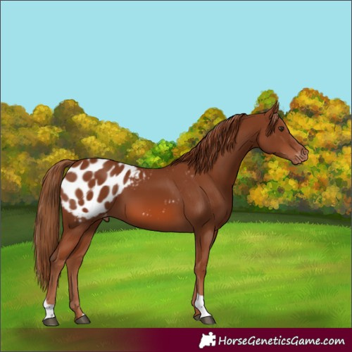 Horse Color:Chestnut Tobiano Appaloosa 