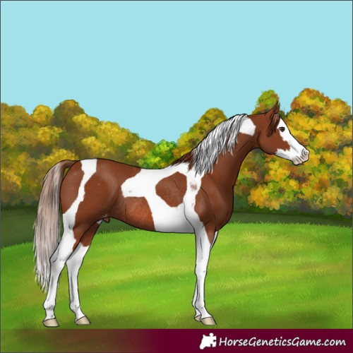 Horse Color:Chestnut Splash Tobiano Appaloosa Rabicano 