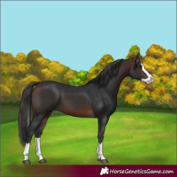 Horse Color:Brown Splash