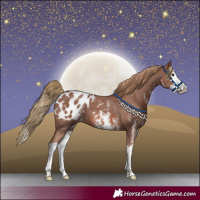 Horse Color:Chestnut Sabino Splash Appaloosa