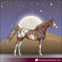 Horse Color:Chestnut Sabino Splash Appaloosa 