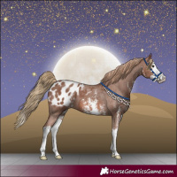 Horse Color:Chestnut Sabino Splash Appaloosa 
