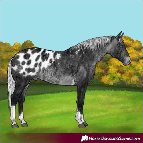 Horse Color:Silver Brown Chinchilla Ice Tobiano Appaloosa Rabicano 