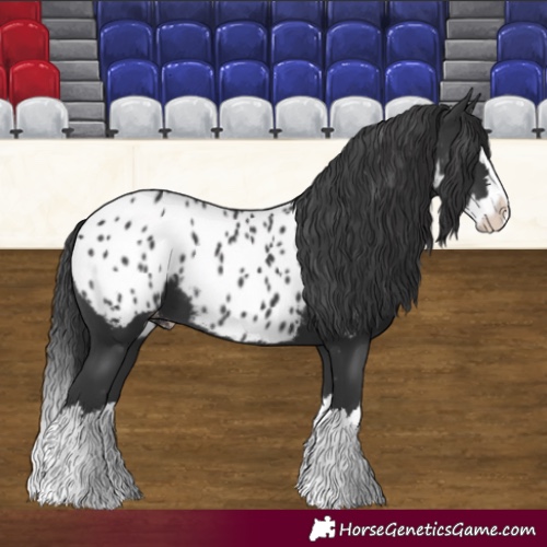 Horse Color:Black Splash Appaloosa 
