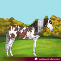 Horse Color:White Spotted Bay Splash 
