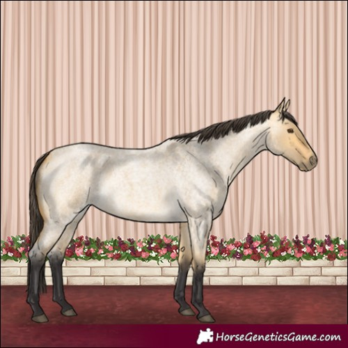 Horse Color:Buckskin Roan Dun