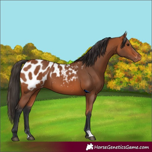 Horse Color:Bay Appaloosa 