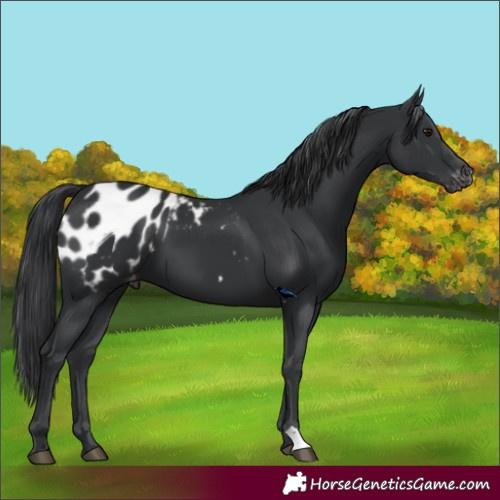 Horse Color:Black Appaloosa 