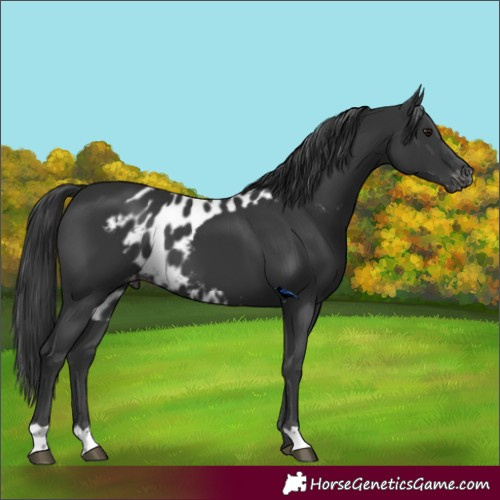 Horse Color:Black Skewed Appaloosa