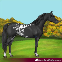 Horse Color:Black Skewed Appaloosa