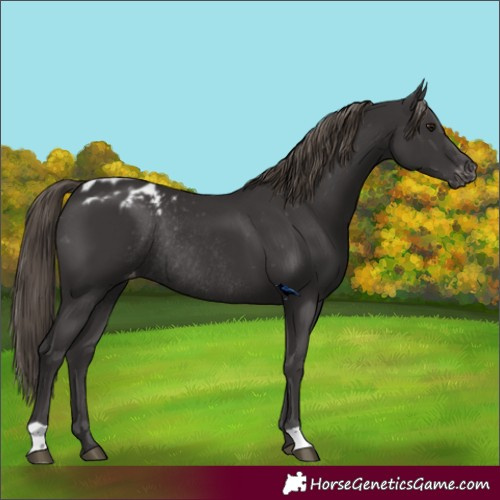 Horse Color:Smoky Black Skewed Appaloosa Rabicano 