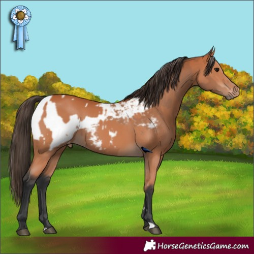 Horse Color:Bay  and Bay Appaloosa 
