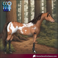Horse Color:Bay and Bay Appaloosa
