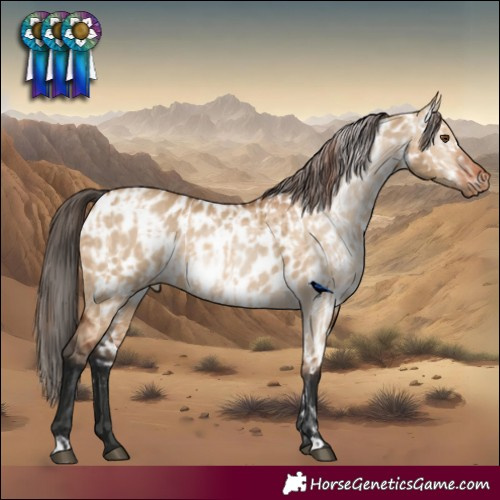 Horse Color:Bay Dun Skewed Appaloosa and Gray Bay Dun Appaloosa