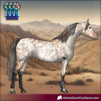 Horse Color:Bay Dun Skewed Appaloosa and Gray Bay Dun Appaloosa