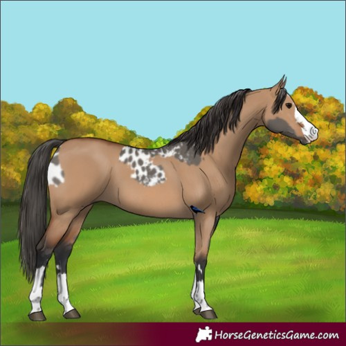 Horse Color:Grullo Appaloosa  and Bay Dun 