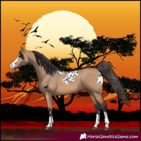 Horse Color:Grullo Appaloosa and Bay Dun