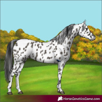 Horse Color:Gray Grullo Leopard
