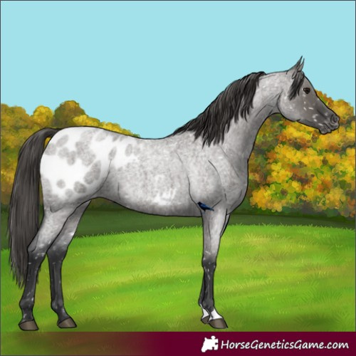 Horse Color:Grullo Roan Appaloosa 