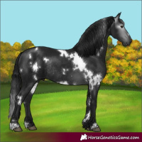 Horse Color:Gray White Spotted Brown Rabicano 