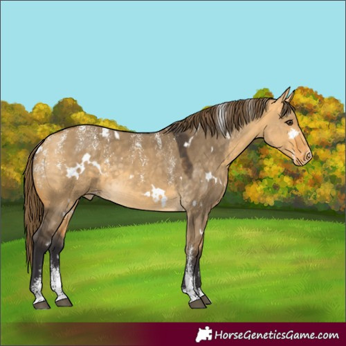 Horse Color:Powder White White Spotted Buckskin Dun Skewed LP Spotted 