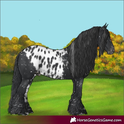 Horse Color:Black Skewed Appaloosa