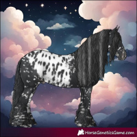 Horse Color:Black Skewed LP Spotted 