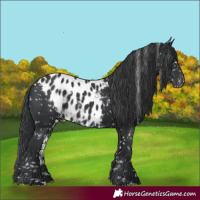 Horse Color:Black Skewed Appaloosa