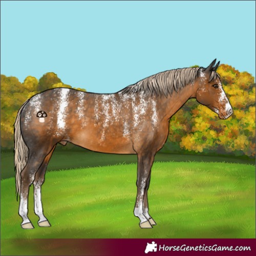 Horse Color:Powder White Chocolate Palomino Appaloosa