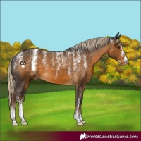 Horse Color:Powder White Chocolate Palomino Appaloosa 
