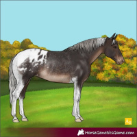 Horse Color:Silver Brown Tobiano Varnish Rabicano 