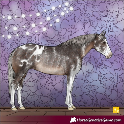 Horse Color:Silver Brown Sabino Appaloosa Rabicano 