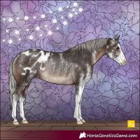 Horse Color:Silver Brown Sabino Blanket Rabicano 