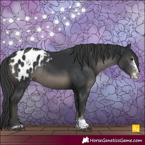 Horse Color:Black Sabino Appaloosa Rabicano 