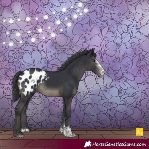Horse Color:Black Sabino Appaloosa Rabicano 