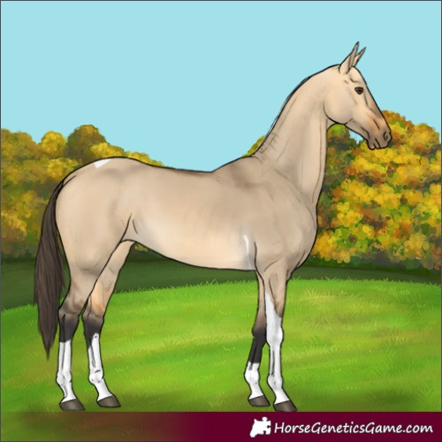 Horse Color:Buckskin Dun Tobiano