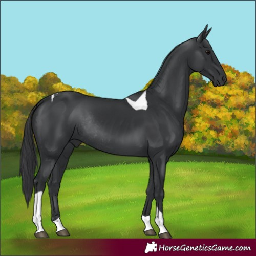 Horse Color:Black Tobiano Rabicano 